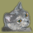 Belinda Elias она также изображена в разделе "О кошках"